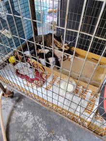 Ibu & anak kucing Free