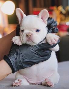 FRENCH BULLDOG PUPPIES🌻A28  Isbella New Shad