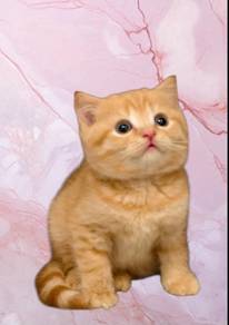 male bsh