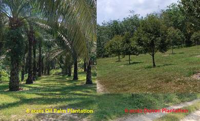 Agricultural Land in Jelebu, NSN