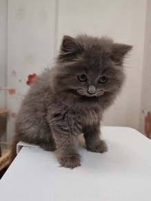 British longhair kitten 