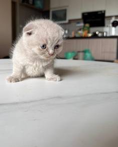 scottish fold lilac kitten