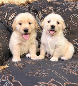 Golden nuggets