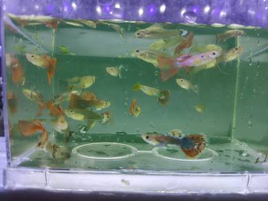 Guppy fish