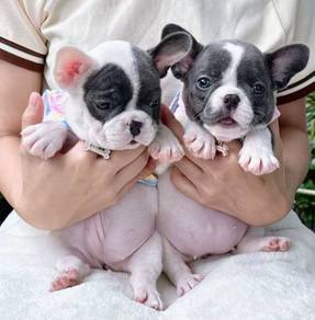 FRENCH BULLDOG PUPPIES VIP158🌻 Blue Pied Female