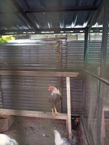 Sussex (ayam)

