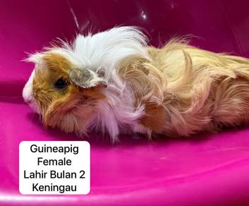guinea pig