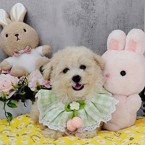 Poodle