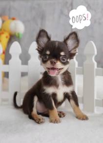 CHIHUAHUA PUPPIES VIP08🌷Head Apple Cute Dog