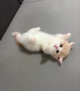 Cream Persian Mainecoon Kitten