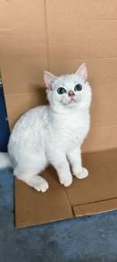 Silver Bsh
