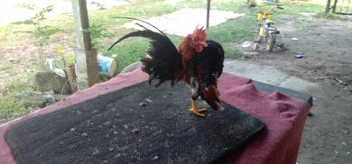ayam serama