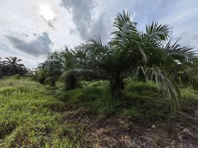 Agricultural Land in Kuala Langat, SGR