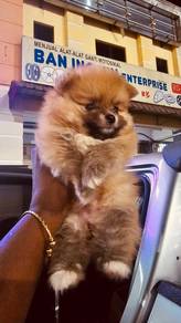 Pommerian puppy