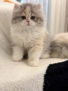 Calico Minuet