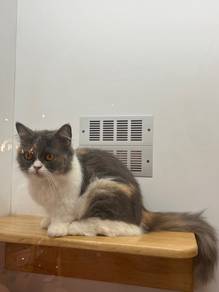 Calico munchkin for sale