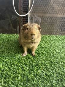 Guinea pig