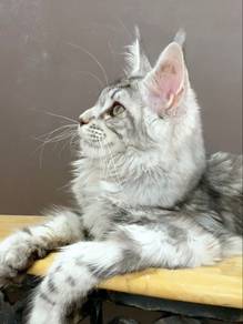 Mainecoon