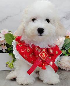 Bichon