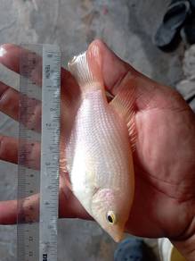 ikan kaloi