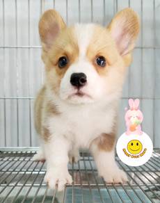 TT3001ss Welsh Corgi brown & white haired puppy