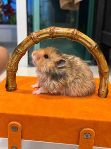 Female Rex Polly Hamsters