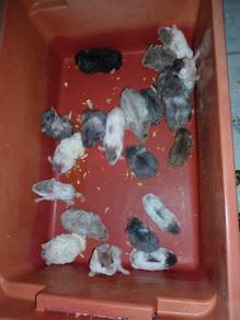 hamster bulu kerinting