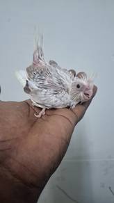 Burung cockateil