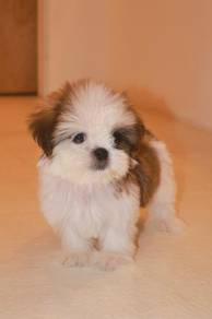 E3 Cute Shih Tzu Puppy