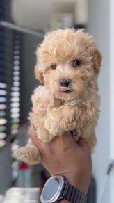 poodle
