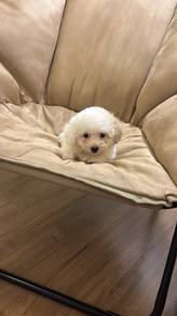 Poodle