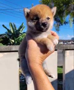 Shiba Inu