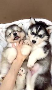 Husky male big bone