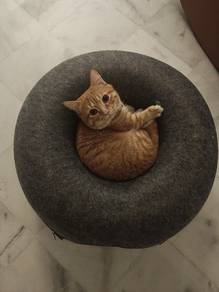 Cat Mating 