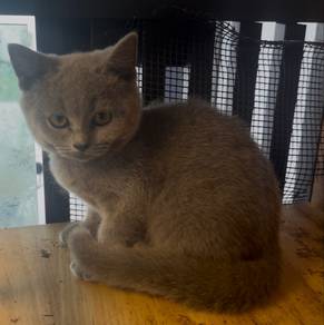 Bsh blue kitten british short hair