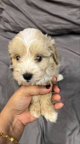 Shih-Poo Puppies for sale
