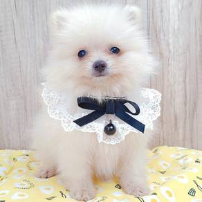 Pomeranian
