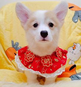 Corgi