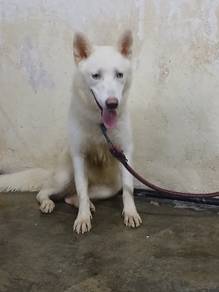 Siberian White Husky 
