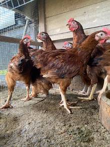 Ayam Penelor dan Pedaging