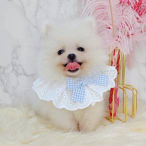 Pomeranian