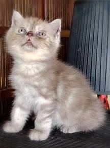 British Shorthair Kitten