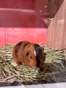 Guinea pig American breed for sale