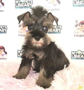 Schnauzer
