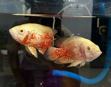 Ikan oscar albino