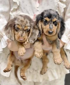 MINIATURE DACHSHUND Puppies VIP23🐻 Male~Female