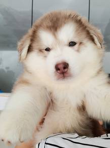 Wooly Huksy