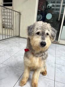 Husky mix Schnauzer for adoption / sale
