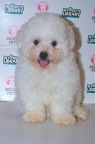 G26 Cute Bichon Dog