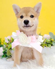 Shiba